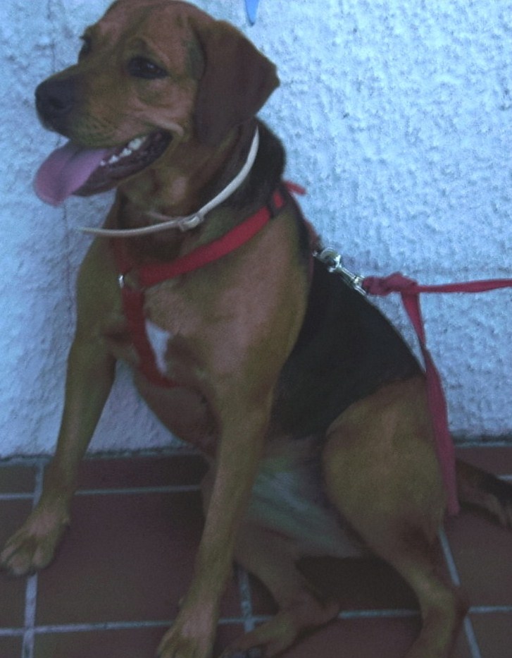 perla x labrador 3ans dept 13 Perla12