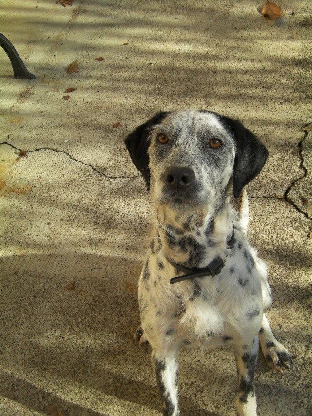 diego x dalmatien 3 ans dept 13 Sany0710