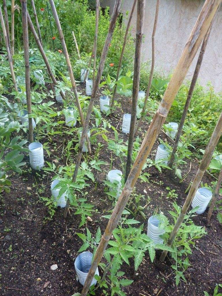 au Potager (jardin ouvrier) ... Tomate11