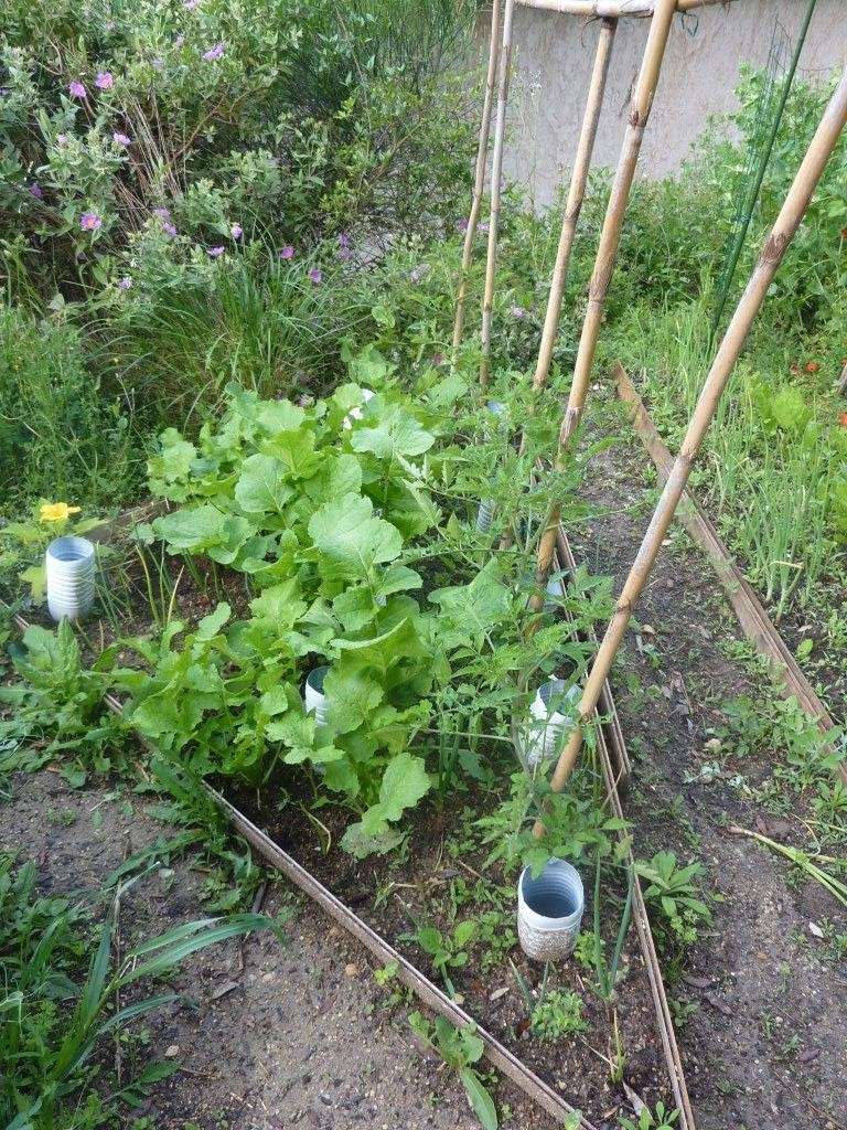 au Potager (jardin ouvrier) ... Tomate12