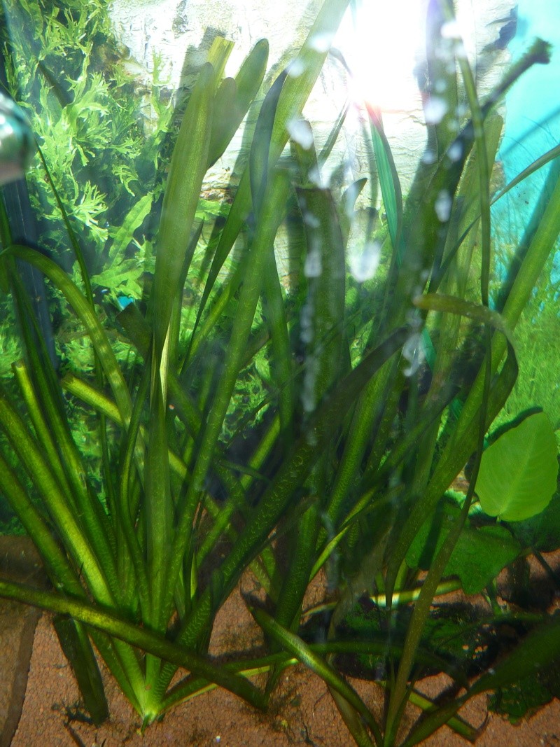[résolu]mon 200l : algue filamenteuse, cyanobactérie, conseil pour mon aquarium P1000713