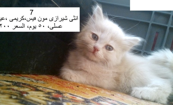 للبيع قطط شيرازى بيور بمصر 2016 211