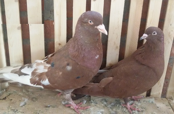 جوز حمام رومى شغال للبيع Az10