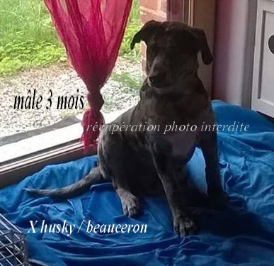 Chiot mâle 3 mois x husky beauceron 1f11