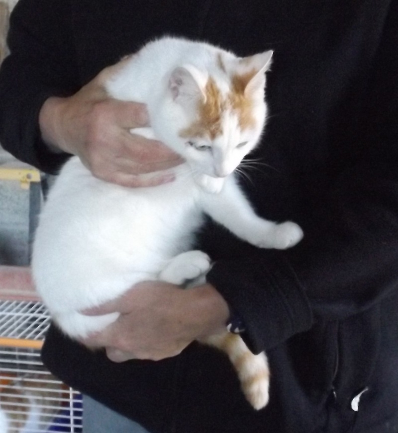 Jeune chaton mâle blanc et roux - Fourrière Sud 44 - Délai 16/12/2015 910