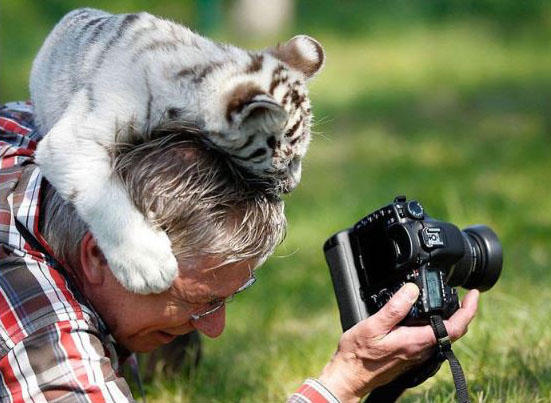 D'autres photographes chanceux... Tigre_10