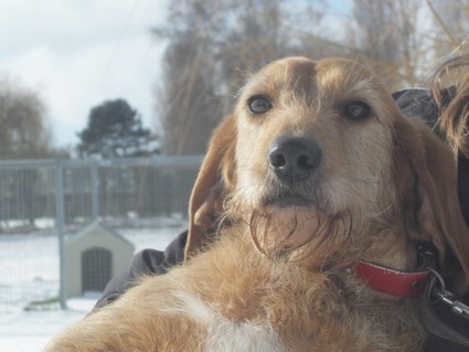 COPINE  Femelle Basset/Griffon 3ans (14 Verson) Image_26