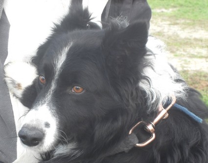CHIPS Male Border Collie 3ans (14VERSON) Image_32