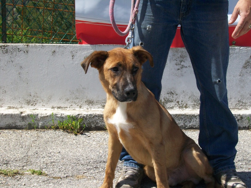 MAXIMUS Croisé Berger Photo315