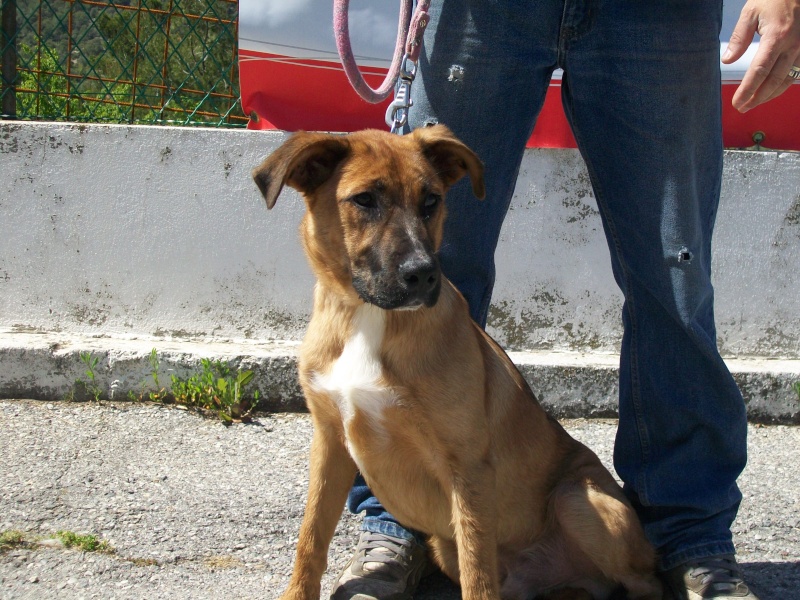 MAXIMUS Croisé Berger Photo316