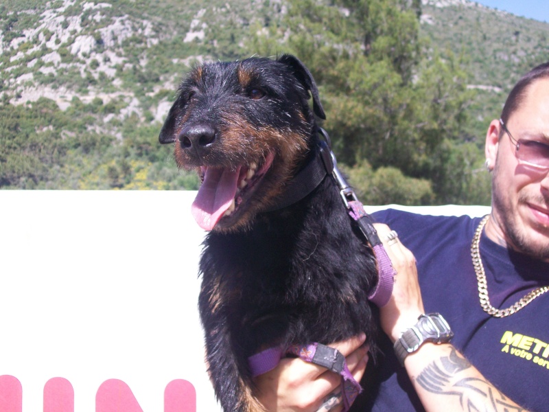 COBRA Jagd Terrier Photo411