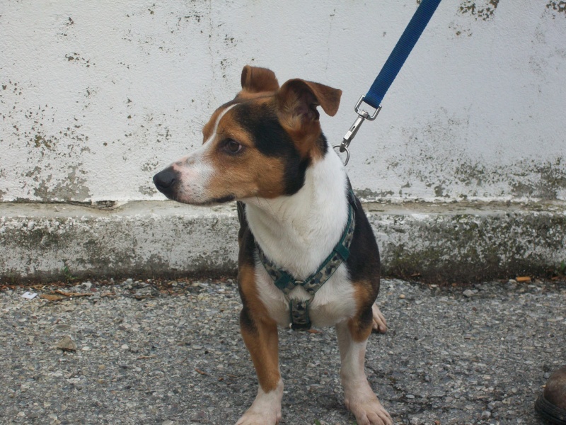 GUNN Jack Russel Photo468