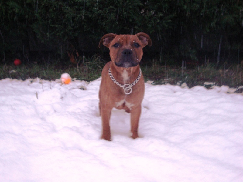 FAST AND CURIOUS DE KARYSHA dit FAST (staffie)  - Page 2 Dsc03912