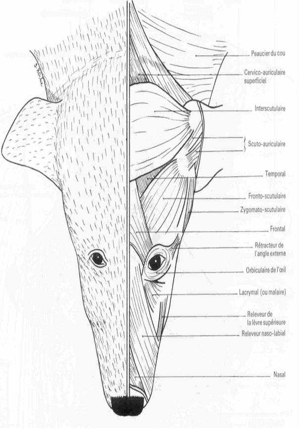 ANATOMIE  DU CHIEN : La tête Tete510