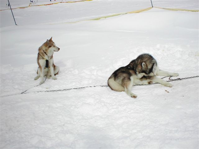 MALAMUTE DAY - dal 5 al 7 febbraio 2010 - Pagina 4 P1010122