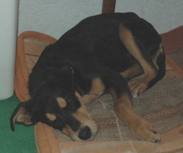 Trouvée chienne 4 mois xBeauceron(?) à Brunet 04 Dsc_0010