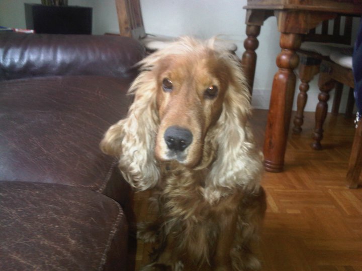 sos pour buddy cocker male golden de 8 ans, dépt 21 Buddy10