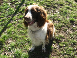 Chucky springer spaniel de 2 ans et demi - dépt 83 Chucky12