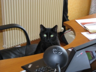 Micha, 2 ans, petit chat noir très câlin Img_0013