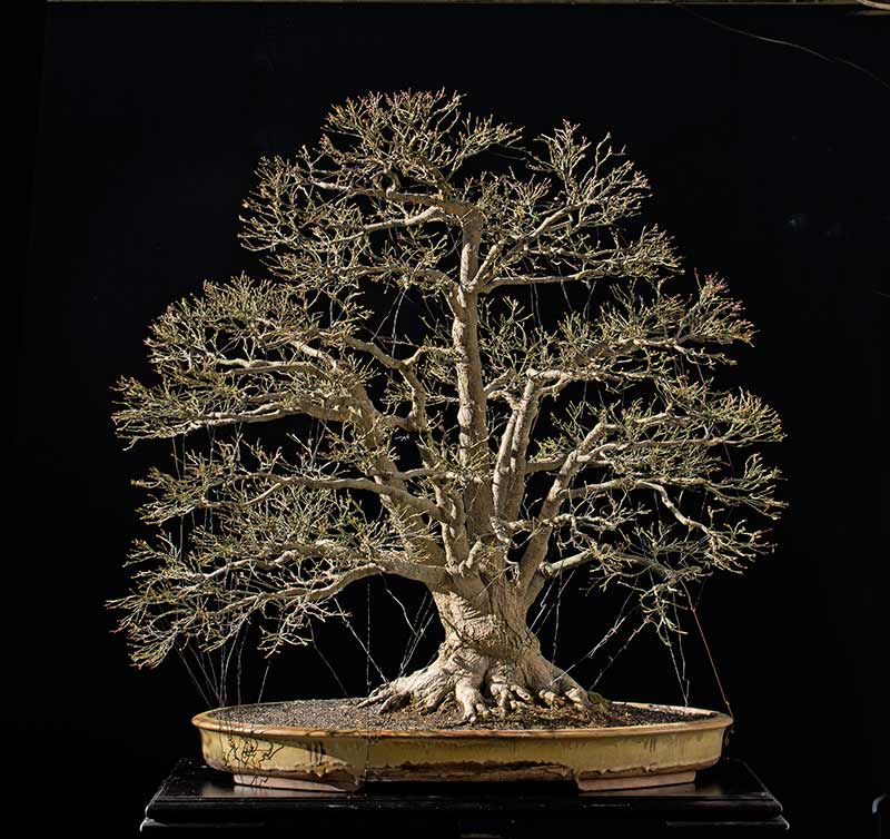 American Bonsai at the NC Arboretum - Page 34 2015-110