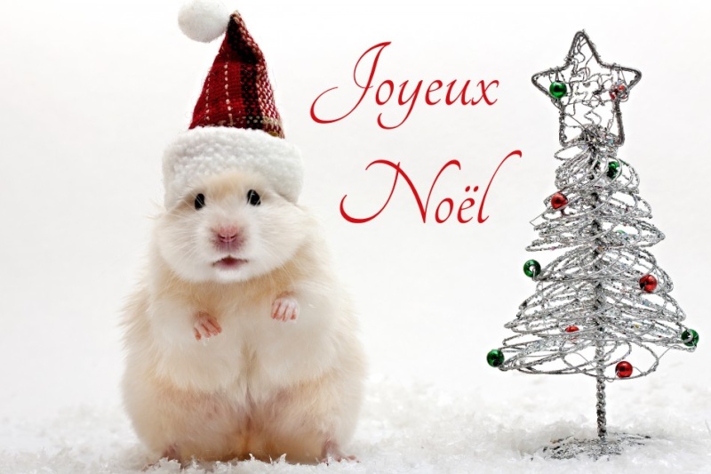 Noël une fête magique pour toute la famille - Page 3 Noel-m10