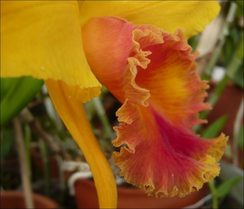 Cattleya hybride orange Blc_sh13