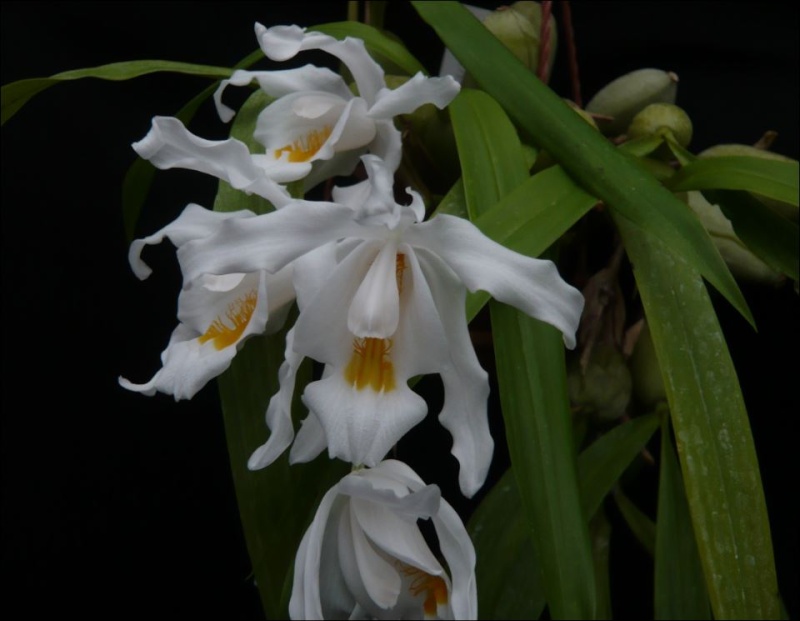 Coelogyne cristata Coelog11