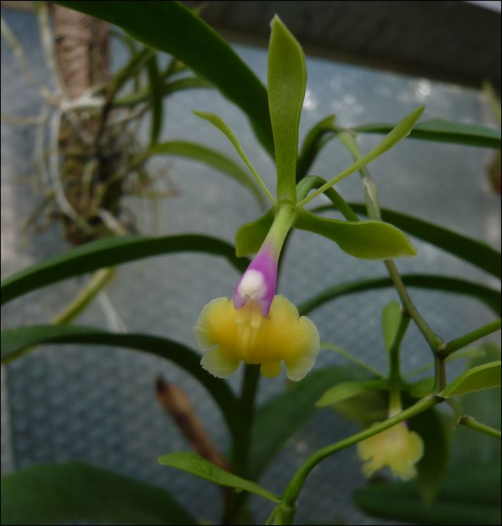 Epidendrum pseudepidendrum f.album : c'est UNE ARNAQUE ! Epiden10