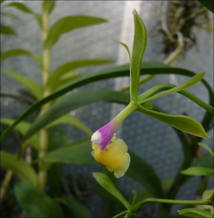 Epidendrum pseudepidendrum f.album : c'est UNE ARNAQUE ! Epiden11