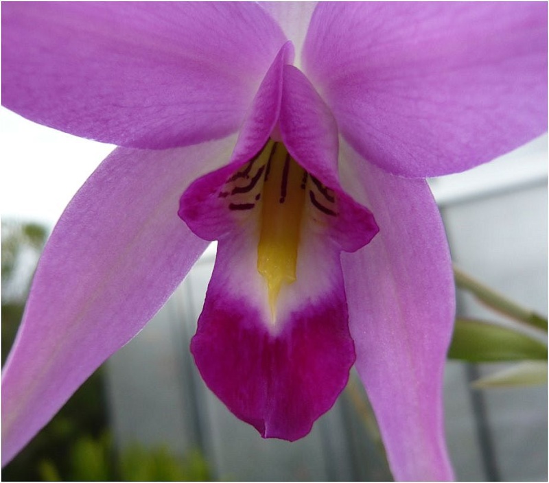 Laeliocattleya Edissa (L. anceps x C. purpurata) Laelia13