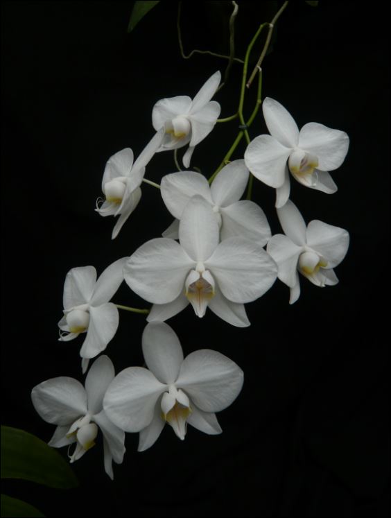 Phalaenopsis Souvenir de Ernest Gratiot Phalae14