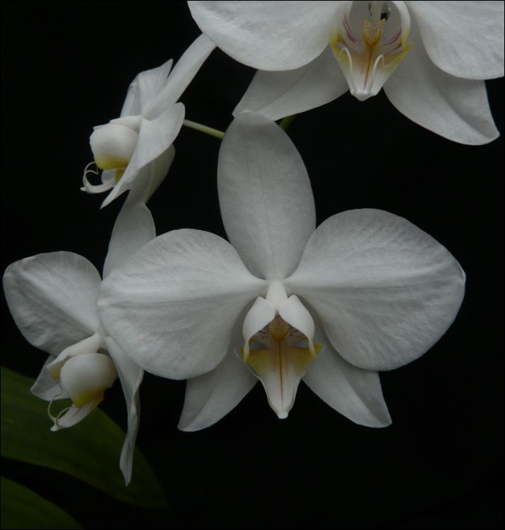 Phalaenopsis Souvenir de Ernest Gratiot Phalae15