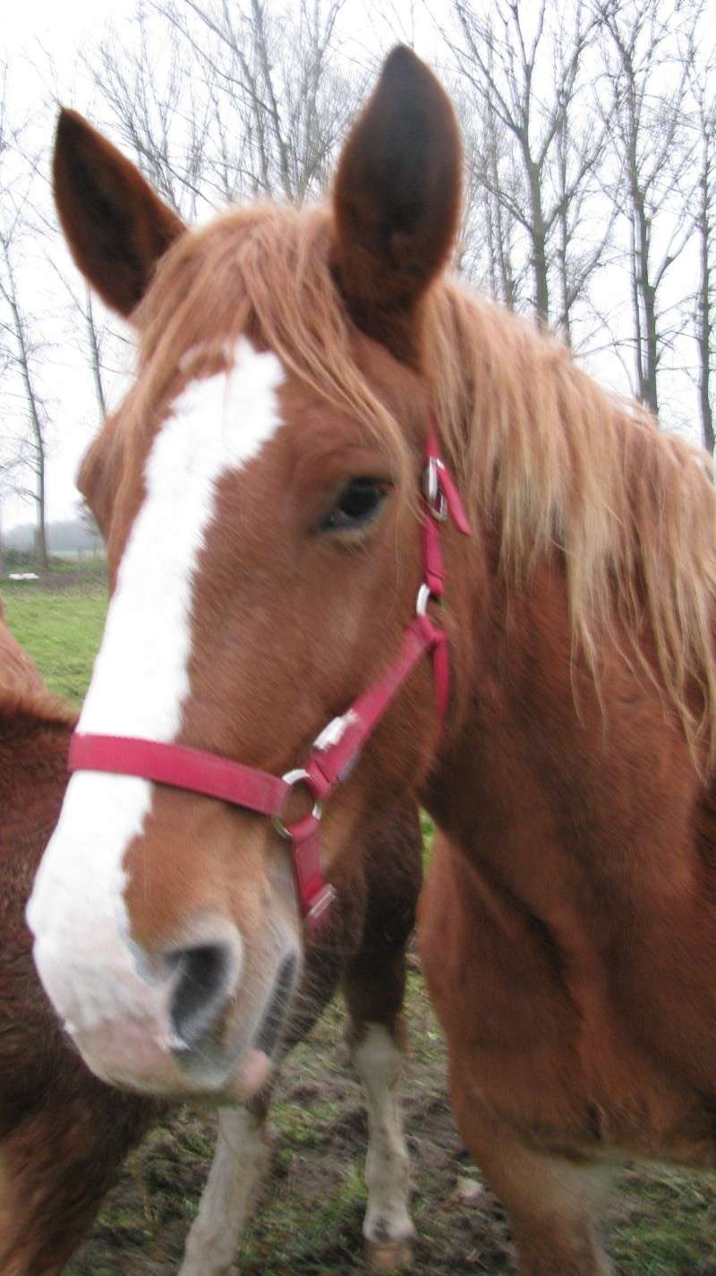 2 juments de trait bretonnes et 2 auxoise sauvées en août attendent un adoptant dans le limousin (ADOPTEES) Img_3613