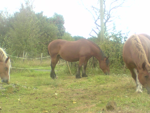 2 juments de trait bretonnes et 2 auxoise sauvées en août attendent un adoptant dans le limousin (ADOPTEES) P2905012