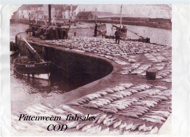 fish sales pittenweem (cod) aboot 1940 Fish_s11