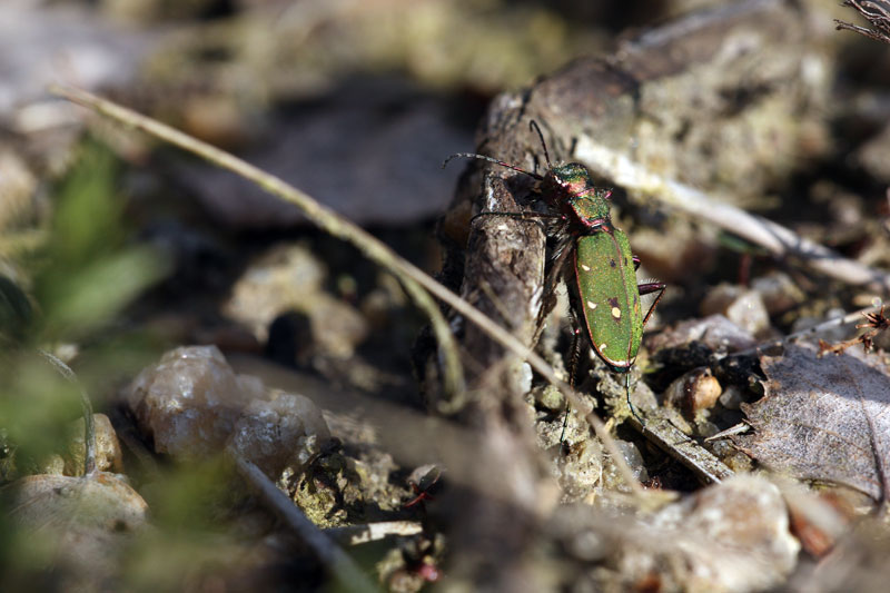 [Cicindela campestris] Cicindèle champêtre - Page 2 _mg_9211