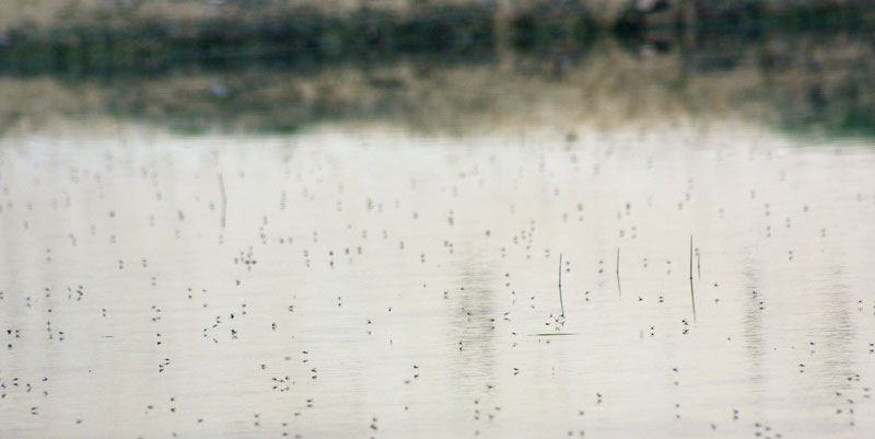 Hirondelle de rivage (Riparia riparia)  _mg_9417