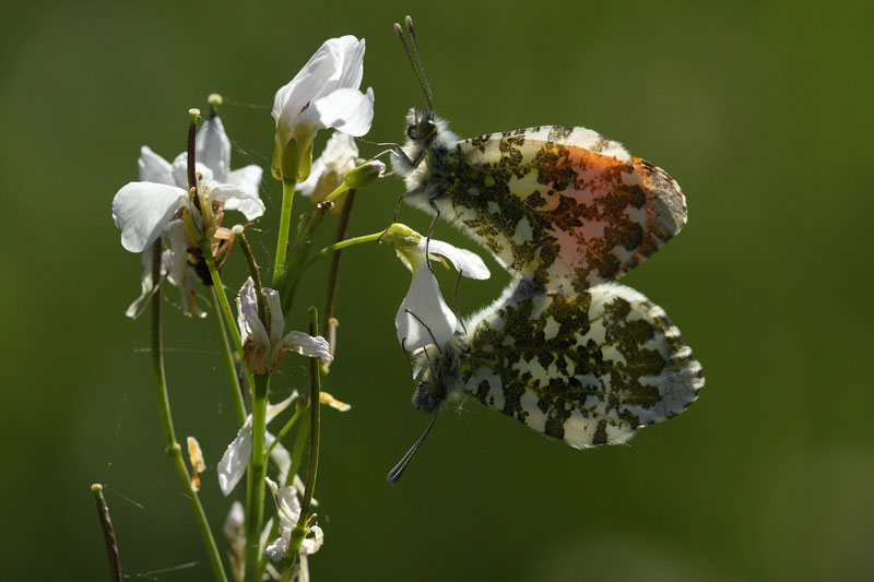 [Anthocharis cardamines] Accouplement d'aurore _mg_9513