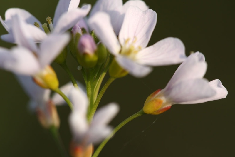 [Anthocharis cardamines] Ponte d'Aurore _mg_9613