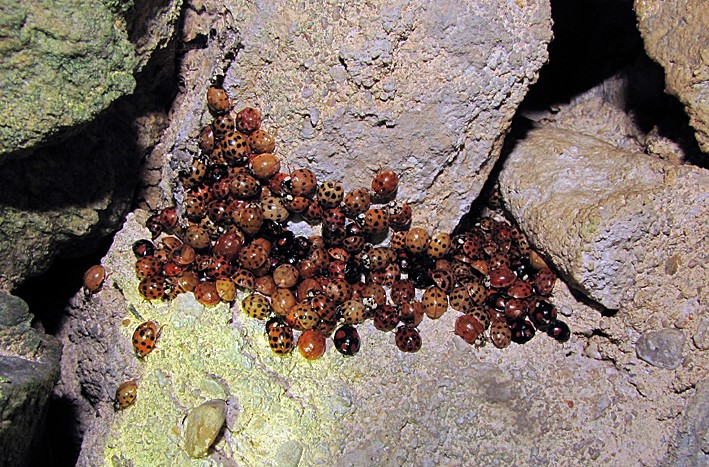 [Harmonia axyridis] Regroupement de coccinelles en hiver Img_0813