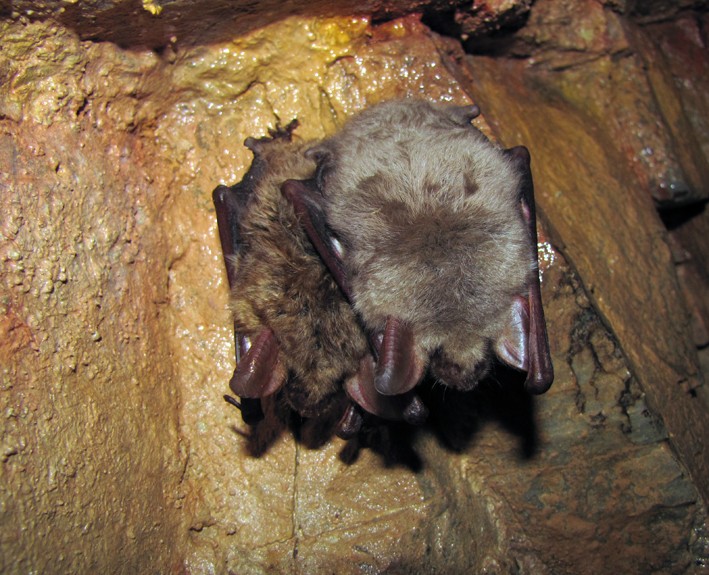 Grand murin (Myotis myotis) transpondés : les News - Page 3 Img_6913