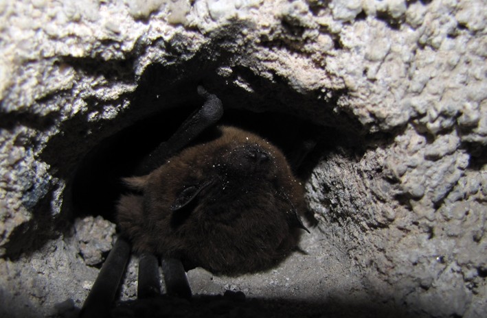 Quelques grands rhinolophes et une pipistrelle de Nathusius ! Img_6928