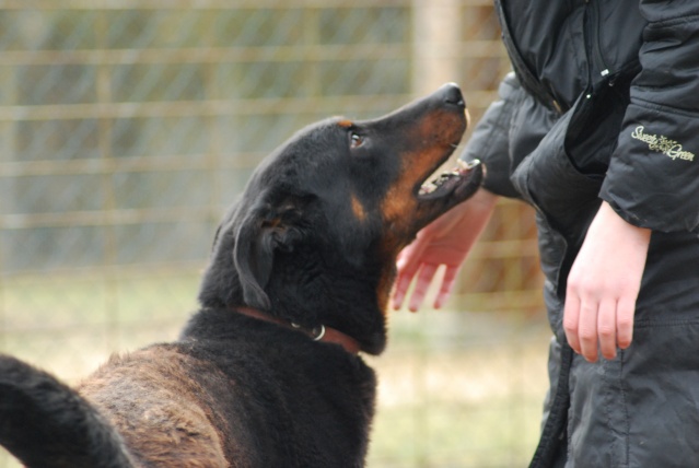 TITAN (Croisé beauceron) - Page 2 Dsc_0013