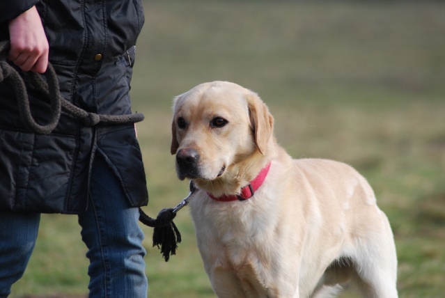 BINGO (labrador sable) Dsc_0122