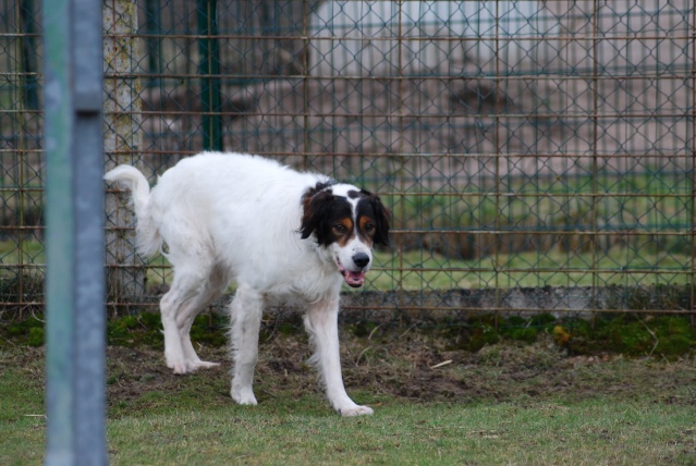 SNOOPY (croisé setter) - Page 2 Taylor60