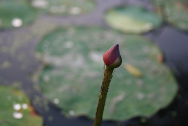 1er BOUTON de LOTUS Img_7228