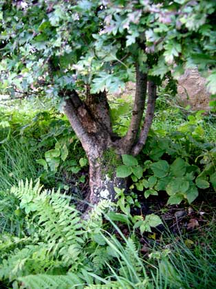 Urban hawthorn Hedge211