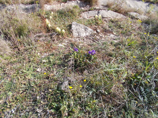 Le printemps à Frontignan, suite. Dscn0010