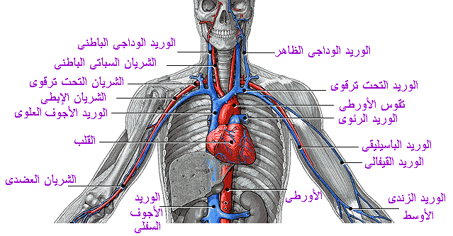 رسومات في الجهاز الدواني تخص مختبر الاحياء  Circ211