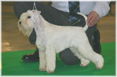 White puppies " of Taita's Ushabti " Veroni11